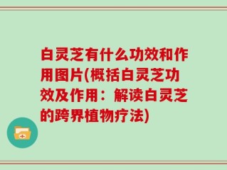 白灵芝有什么功效和作用图片(概括白灵芝功效及作用：解读白灵芝的跨界植物疗法)