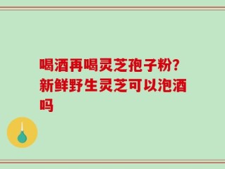 喝酒再喝灵芝孢子粉？新鲜野生灵芝可以泡酒吗