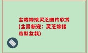 盆栽嫁接灵芝图片欣赏(盆景新宠：灵芝嫁接造型盆栽)