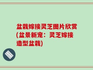 盆栽嫁接灵芝图片欣赏(盆景新宠：灵芝嫁接造型盆栽)