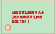 湖南灵芝姑娘图片大全(湖南姑娘靠灵芝种出致富门路！)