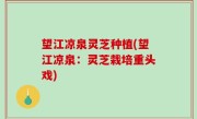 望江凉泉灵芝种植(望江凉泉：灵芝栽培重头戏)
