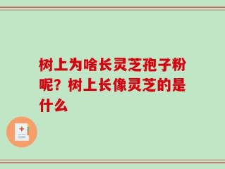 树上为啥长灵芝孢子粉呢？树上长像灵芝的是什么