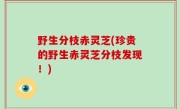 野生分枝赤灵芝(珍贵的野生赤灵芝分枝发现！)