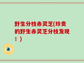 野生分枝赤灵芝(珍贵的野生赤灵芝分枝发现！)