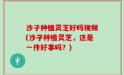 沙子种植灵芝好吗视频(沙子种植灵芝，这是一件好事吗？)