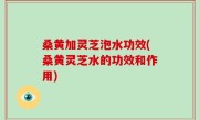 桑黄加灵芝泡水功效(桑黄灵芝水的功效和作用)