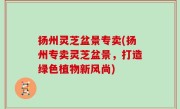 扬州灵芝盆景专卖(扬州专卖灵芝盆景，打造绿色植物新风尚)