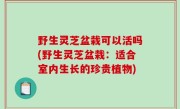 野生灵芝盆栽可以活吗(野生灵芝盆栽：适合室内生长的珍贵植物)