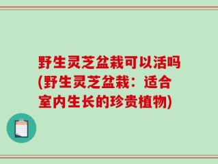 野生灵芝盆栽可以活吗(野生灵芝盆栽：适合室内生长的珍贵植物)
