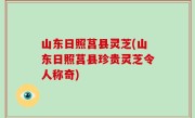 山东日照莒县灵芝(山东日照莒县珍贵灵芝令人称奇)