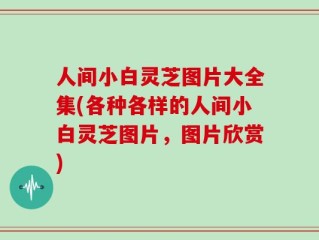 人间小白灵芝图片大全集(各种各样的人间小白灵芝图片，图片欣赏)