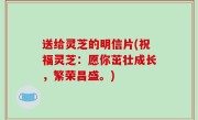 送给灵芝的明信片(祝福灵芝：愿你茁壮成长，繁荣昌盛。)