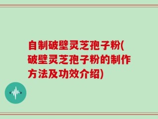 自制破壁灵芝孢子粉(破壁灵芝孢子粉的制作方法及功效介绍)