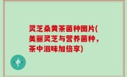 灵芝桑黄茶菌种图片(美丽灵芝与营养菌种，茶中滋味加倍享)