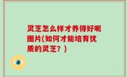 灵芝怎么样才养得好呢图片(如何才能培育优质的灵芝？)