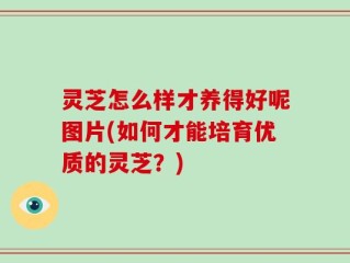 灵芝怎么样才养得好呢图片(如何才能培育优质的灵芝？)