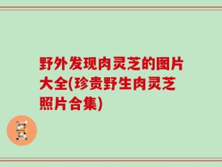 野外发现肉灵芝的图片大全(珍贵野生肉灵芝照片合集)