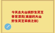 今天去大山摘野生灵芝非常漂亮(美丽的大山野生灵芝采摘之旅)