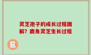 灵芝孢子的成长过程图解？鹿角灵芝生长过程