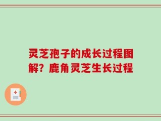 灵芝孢子的成长过程图解？鹿角灵芝生长过程
