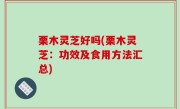 栗木灵芝好吗(栗木灵芝：功效及食用方法汇总)
