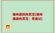 猫咪遇到肉灵芝(猫咪偶遇肉灵芝：奇遇记)