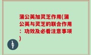 蒲公英加灵芝作用(蒲公英与灵芝的联合作用：功效及必看注意事项)