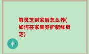 鲜灵芝到家后怎么养(如何在家里养护新鲜灵芝)