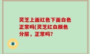 灵芝上面红色下面白色正常吗(灵芝红白颜色分层，正常吗？