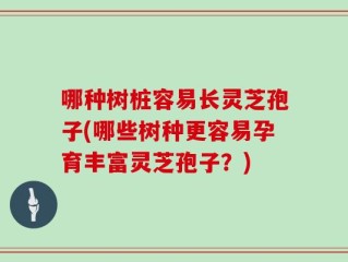 哪种树桩容易长灵芝孢子(哪些树种更容易孕育丰富灵芝孢子？)