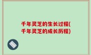 千年灵芝的生长过程(千年灵芝的成长历程)