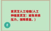 紫灵芝人工培植(人工种植紫灵芝：避免采摘压力，保障质量。)