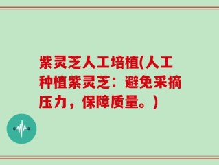 紫灵芝人工培植(人工种植紫灵芝：避免采摘压力，保障质量。)