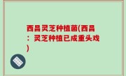 西昌灵芝种植菌(西昌：灵芝种植已成重头戏)