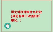 灵芝对肝纤维什么好处(灵芝有助于改善肝纤维化。)