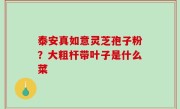 泰安真如意灵芝孢子粉？大粗杆带叶子是什么菜