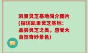 凯里灵芝基地简介图片(探访凯里灵芝基地：品尝灵芝之美，感受大自然奇妙景色)