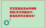 灵芝套袋后浇水吗视频教程(灵芝种植技巧：套袋后如何正确浇水？)