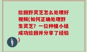 捡回野灵芝怎么处理好视频(如何正确处理野生灵芝？一位种植小组成功捡回并分享了经验)