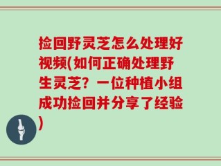 捡回野灵芝怎么处理好视频(如何正确处理野生灵芝？一位种植小组成功捡回并分享了经验)