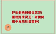 野生老桃树根生灵芝(重现野生灵芝：老桃树根中发现珍贵菌种)