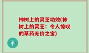 柿树上的灵芝功效(柿树上的灵芝：令人惊叹的草药无价之宝)