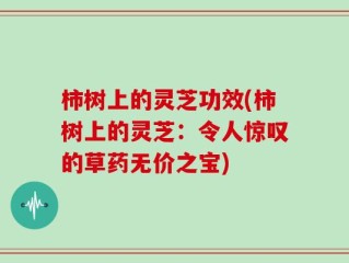 柿树上的灵芝功效(柿树上的灵芝：令人惊叹的草药无价之宝)