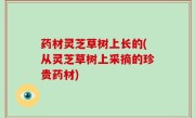 药材灵芝草树上长的(从灵芝草树上采摘的珍贵药材)