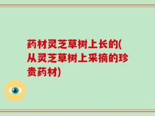 药材灵芝草树上长的(从灵芝草树上采摘的珍贵药材)