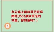 办公桌上面放灵芝好吗图片(办公桌放灵芝的效益，你知道吗？)