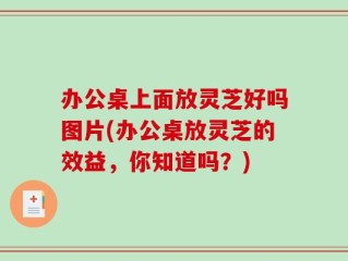 办公桌上面放灵芝好吗图片(办公桌放灵芝的效益，你知道吗？)