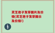 灵芝孢子发芽图片及价格(灵芝孢子发芽图示及价格!)