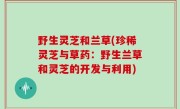 野生灵芝和兰草(珍稀灵芝与草药：野生兰草和灵芝的开发与利用)